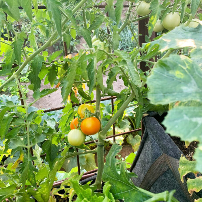 Organic Cube Tomato Planter