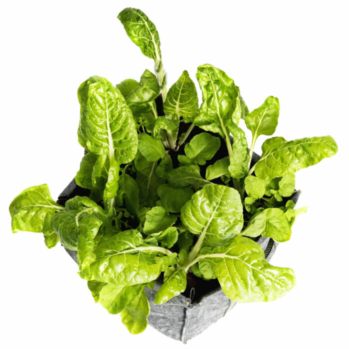 MINI CUBO BIO - Imagen 2