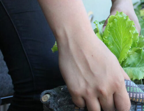 What are the advantages of grow bags?