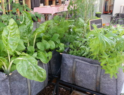 Urban garden care