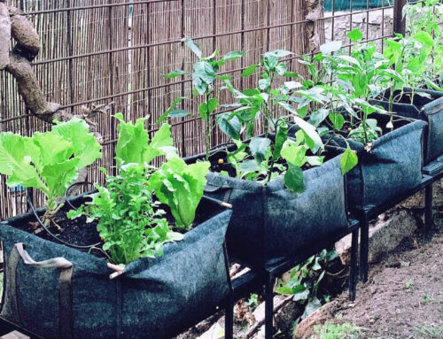How and Where to Use Growing Bags?