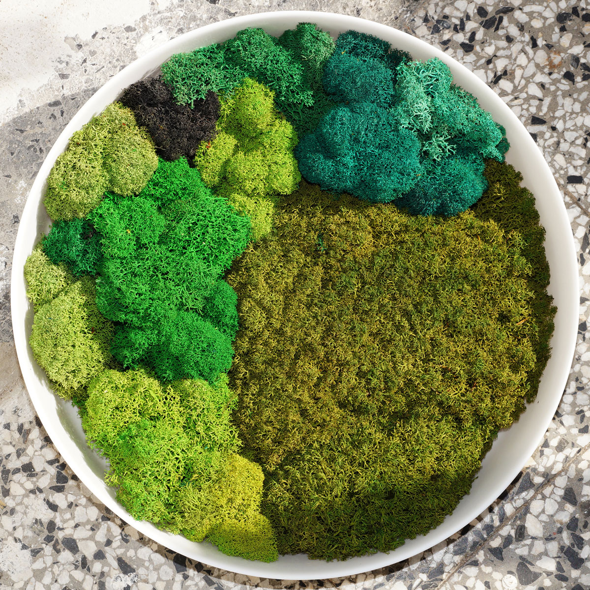liquen-en-maceta