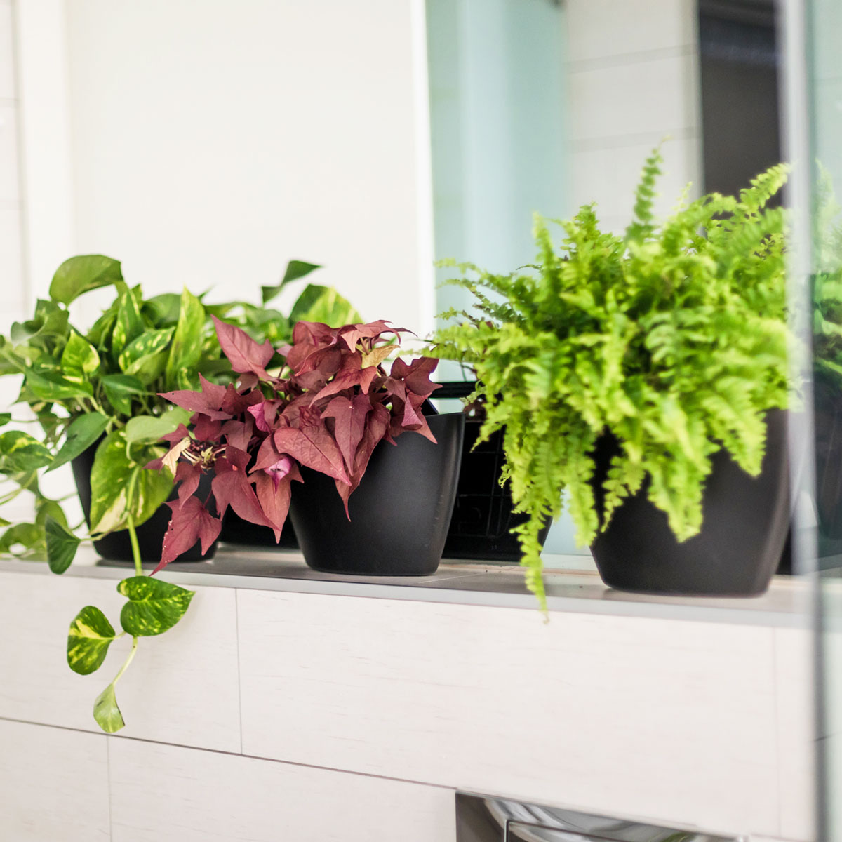 vertical-garden-bathroom-pot